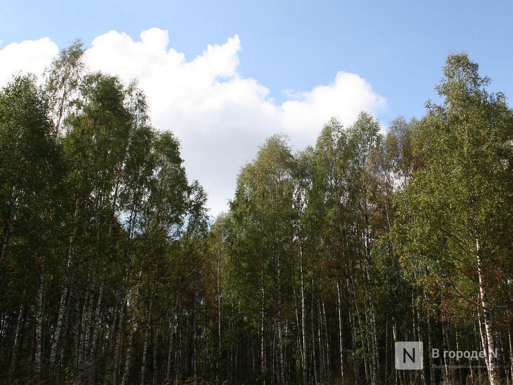 Леса Нижнего Новгорода поставят на учет