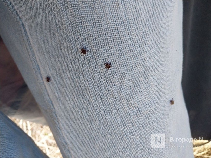 Более 80 человек заразились клещевым боррелиозом в Нижегородской области - фото 1