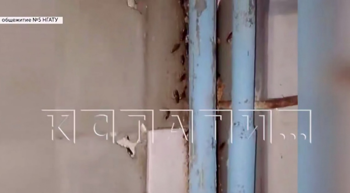 Новый скандал в НГАТУ: тараканы оккупировали студенческое общежитие - фото 1