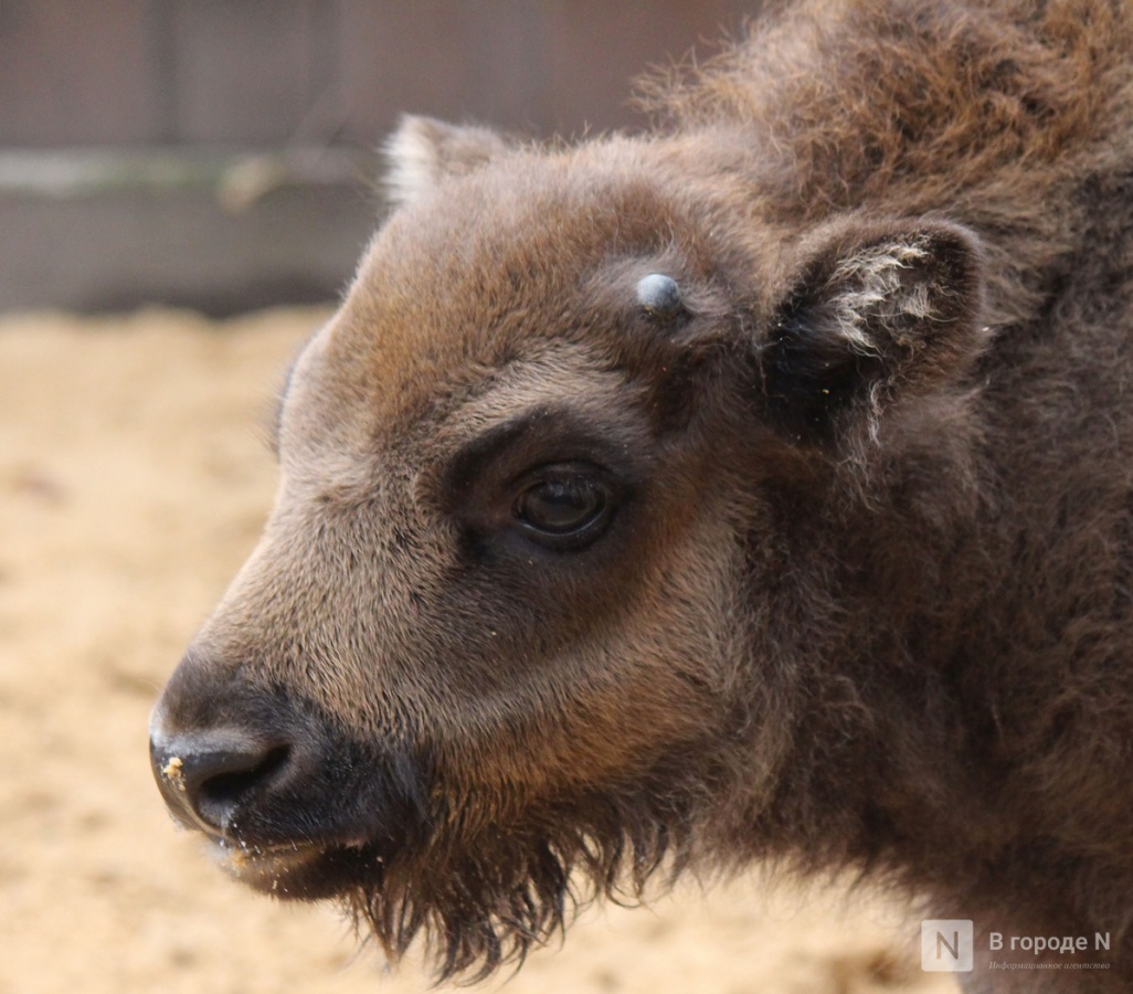 Детки в объективе: показываем милых малышей, которые родились в нижегородском зоопарке «Лимпопо» - фото 25