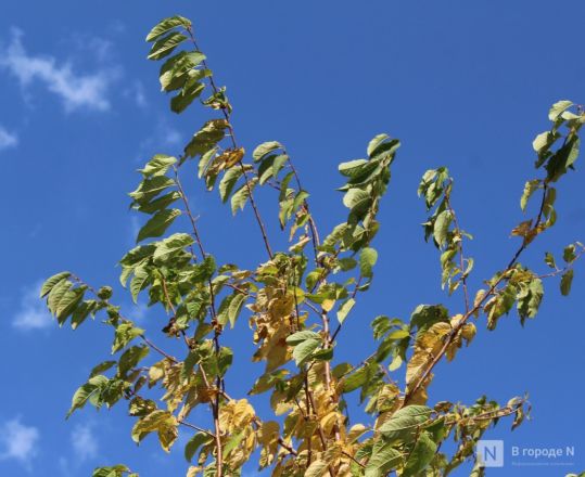 Благоустройство &ndash; 2025: как меняется площадь у Автозаводского универмага в Нижнем Новгороде - фото 27