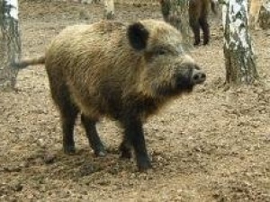 За отстрел двух кабанов починковского браконьера оштрафовали на 240 тысяч рублей