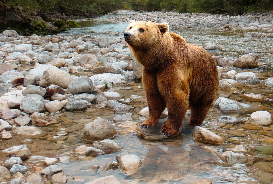 Охотиться на медведей разрешено в Нижегородской области с 1 августа - фото 1
