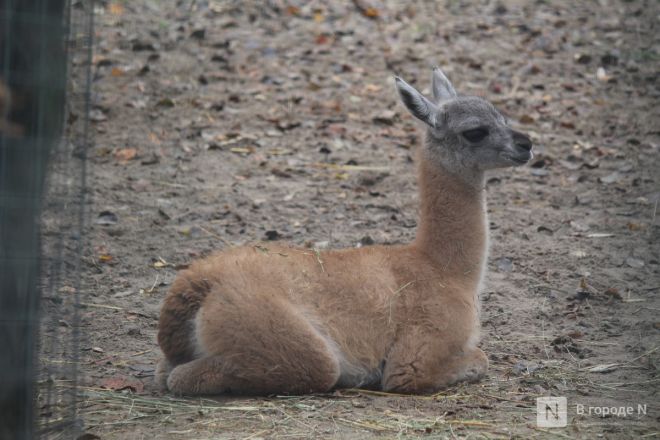 Детки в объективе: показываем милых малышей, которые родились в нижегородском зоопарке «Лимпопо» - фото 47