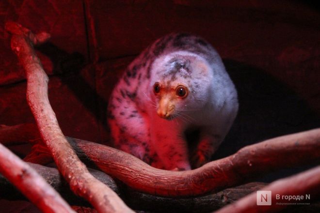 Фоторепортаж из &laquo;Лимпопо&raquo;: как животные подготовились к зиме в нижегородском зоопарке - фото 60