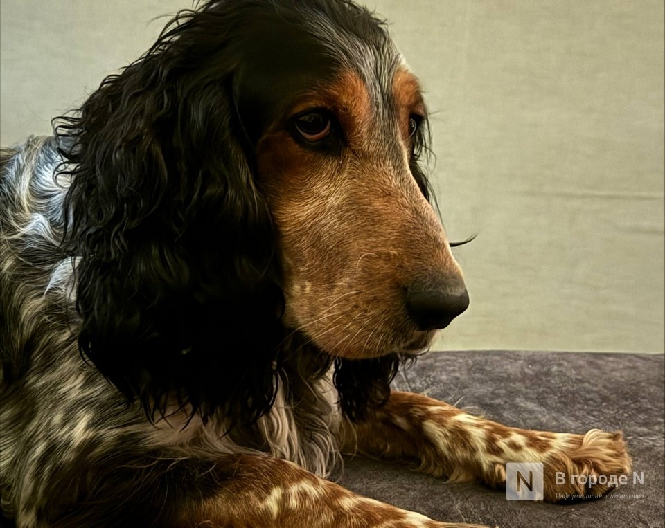 Зоомагазины в Нижнем Новгороде торговали ветпрепаратами без лицензии - фото 1