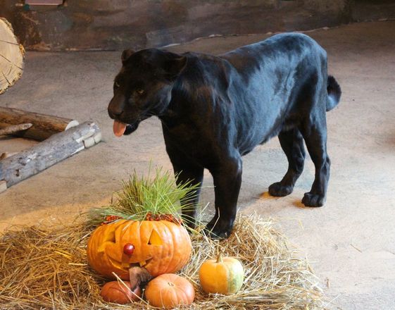 Всем по тыкве: обитатели нижегородского зоопарка отметили Хэллоуин - фото 21