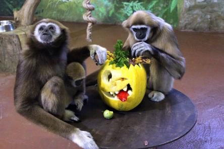 Всем по тыкве: обитатели нижегородского зоопарка отметили Хэллоуин