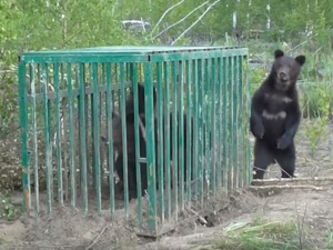 Появились кадры освобождения мишек из «Мишутки» в Керженском заповеднике