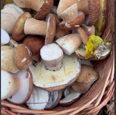 Депутат нижегородского парламента Ананьин нашел в лесу 135 штук белых грибов - фото 1